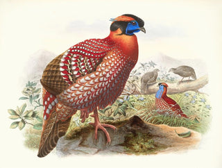 Certhia Temminckii - Joseph Smit — weergave van het kunstwerk