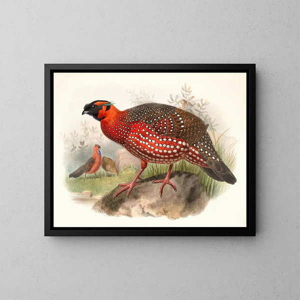 Ceriornis satyra - Joseph Smit — ingelijst kunstwerk aan de muur