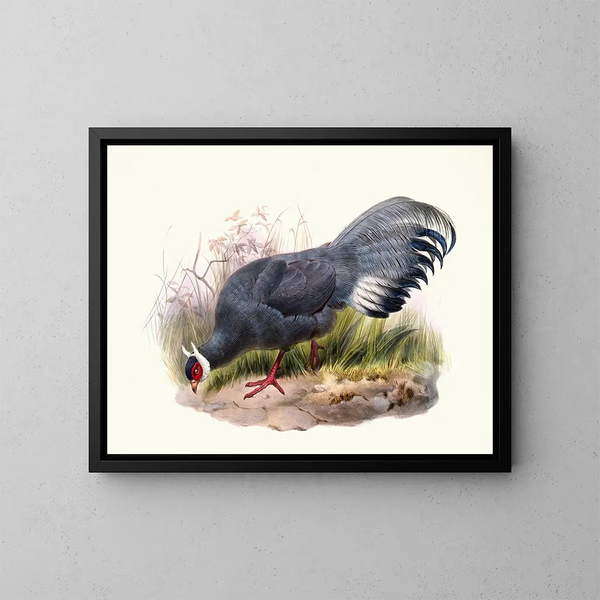 Crossoptilon auritum - Joseph Smit — ingelijst kunstwerk aan de muur