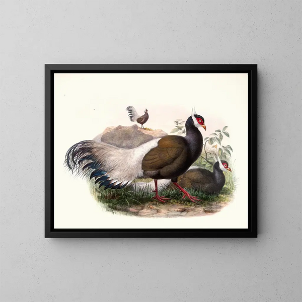 Crossoptilon mantchuricum - Joseph Smit — ingelijst kunstwerk aan de muur