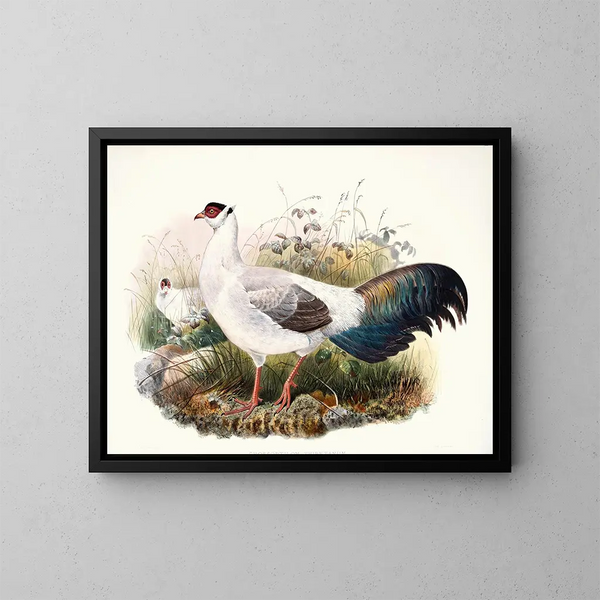 Crossoptilon thibetanum - Joseph Smit — ingelijst kunstwerk aan de muur