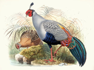 Euplocamus prlatus - Joseph Smit — weergave van het kunstwerk