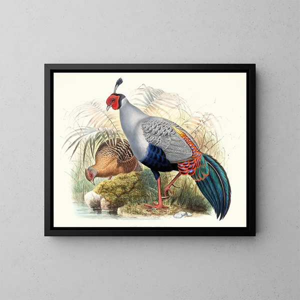 Euplocamus prlatus - Joseph Smit — ingelijst kunstwerk aan de muur