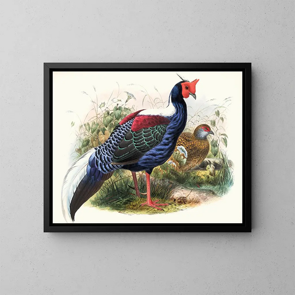 Euplocomus Swinhoei - Joseph Smit — ingelijst kunstwerk aan de muur