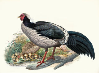Joseph Smit - Euplocomus albocristatus.webp