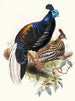 Euplocomus painting was on fire - Joseph Smit — artwork view