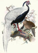 Euplocomus nycthemerus - Joseph Smit — weergave van het kunstwerk