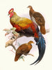 Gallus lafayettei - Joseph Smit — weergave van het kunstwerk