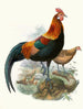 A rusty rooster - Joseph Smit — artwork view