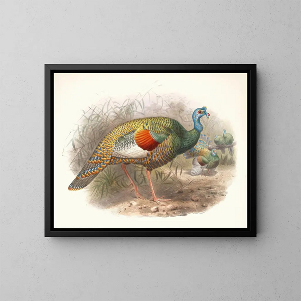Melanocris ocellata - Joseph Smit — ingelijst kunstwerk aan de muur