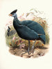 Numida plumifera - Joseph Smit — weergave van het kunstwerk