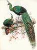 Pavo muticus - Joseph Smit — weergave van het kunstwerk