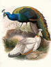 Pavo nigripennis - Joseph Smit — artwork view