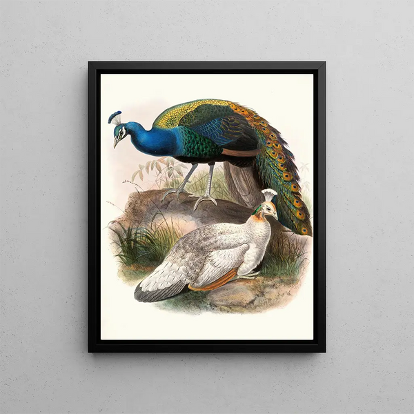 Joseph Smit - Pavo nigripennis.webp