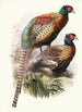 Phasianus Deccollatus - Joseph Smit — weergave van het kunstwerk