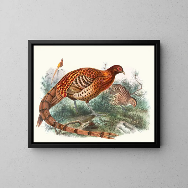 Phasianus Soemmerringii - Joseph Smit — ingelijst kunstwerk aan de muur