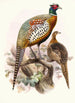 Phasianus formosanus - Joseph Smit — weergave van het kunstwerk