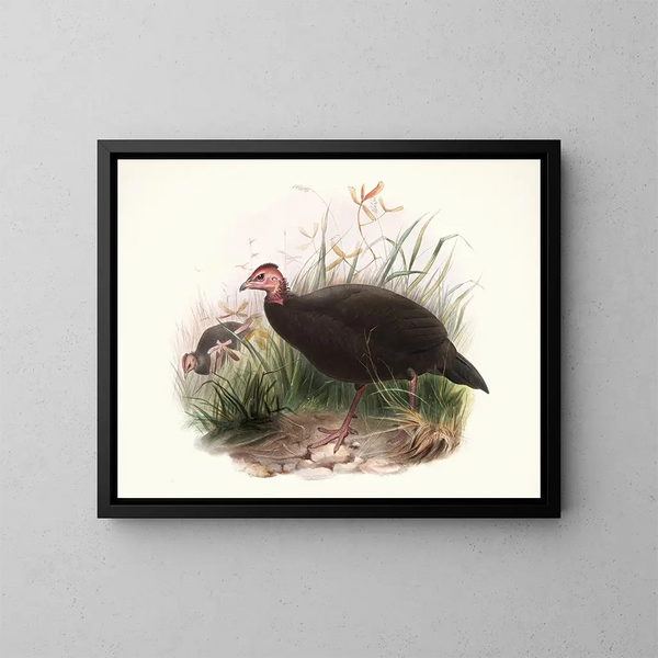 Phasidus Niger - Joseph Smit — ingelijst kunstwerk aan de muur
