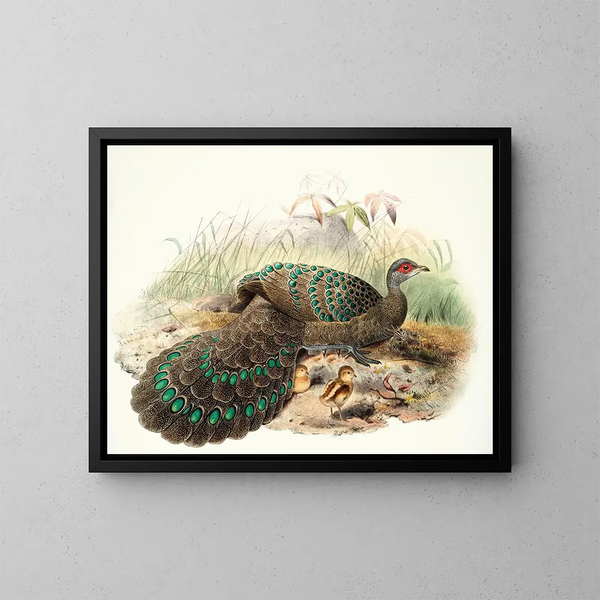 Polyplectron germaini - Joseph Smit — ingelijst kunstwerk aan de muur