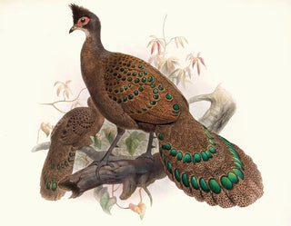 Joseph Smit - Polyplectron bicalcaratum.webp