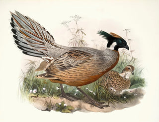 Purcasie de Darwin - Joseph Smit — weergave van het kunstwerk
