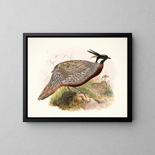 Purcasia macrolopha - Joseph Smit — ingelijst kunstwerk aan de muur