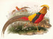 Thaumalea geschilderd - Joseph Smit — weergave van het kunstwerk