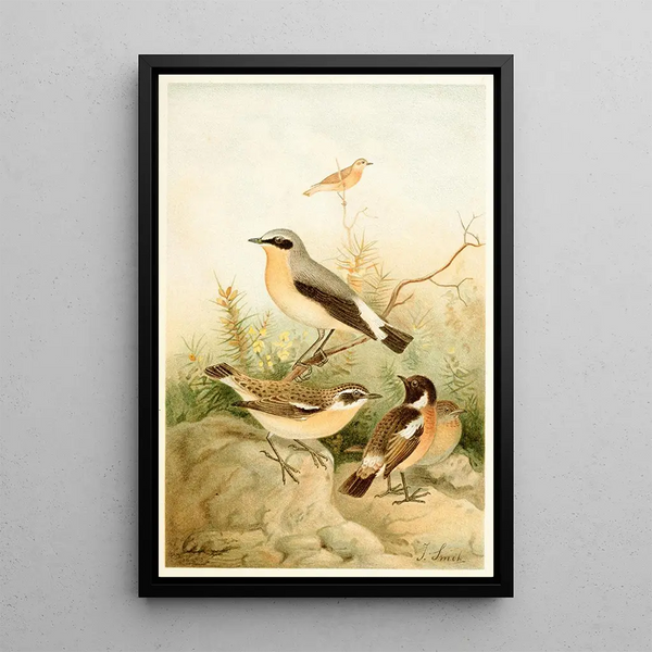 Joseph Smit - Wheatear Stonechat and Whinchat.webp