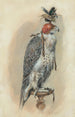Un faucon gerfaut capuchonné - Joseph Wolf — weergave van het kunstwerk