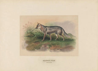 Vos van Azara - Joseph Wolf — weergave van het kunstwerk