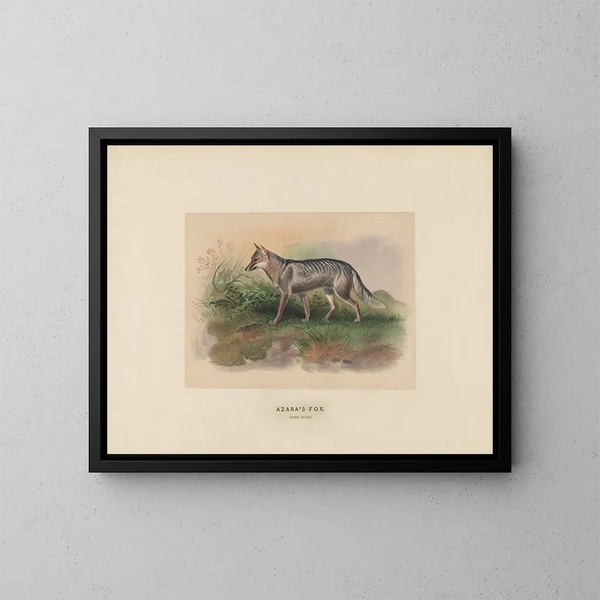Vos van Azara - Joseph Wolf — ingelijst kunstwerk aan de muur