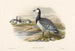 Grijze gans - Joseph Wolf — weergave van het kunstwerk