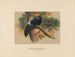 Kaleege de Horsfield - Joseph Wolf — weergave van het kunstwerk