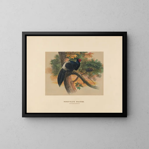 Kaleege de Horsfield - Joseph Wolf — ingelijst kunstwerk aan de muur
