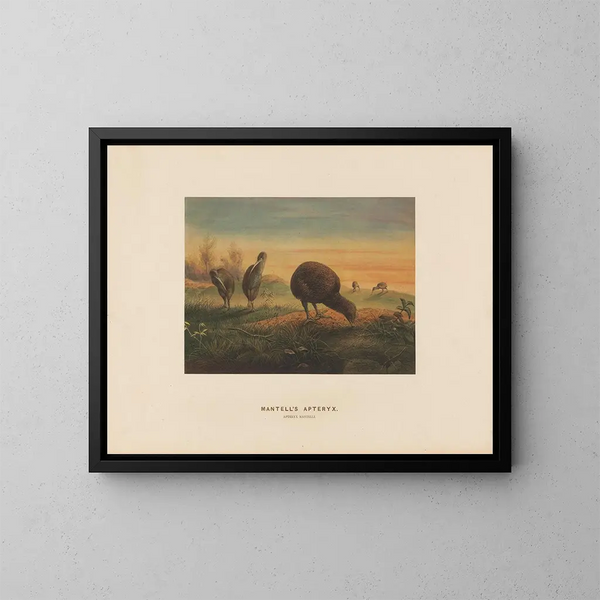 Apteryx de Mantell - Joseph Wolf — ingelijst kunstwerk aan de muur