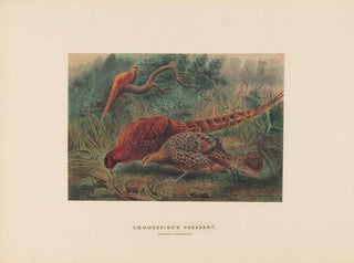 Joseph Wolf - Soemmerings Pheasant.webp