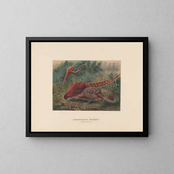 Het fazant van Soemmering - Joseph Wolf — ingelijst kunstwerk aan de muur