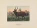 Hert van Swinhoe - Joseph Wolf — weergave van het kunstwerk