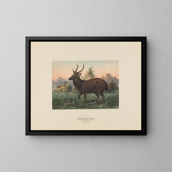 Hert van Swinhoe - Joseph Wolf — ingelijst kunstwerk aan de muur