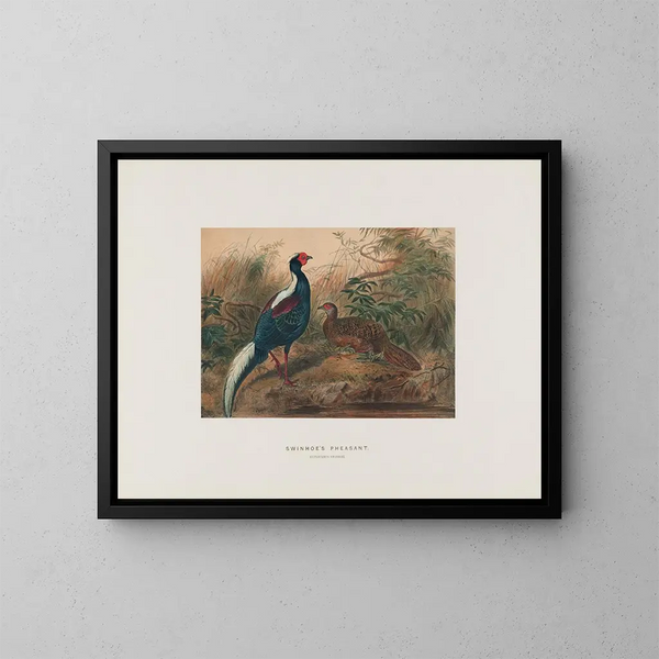 Fazant van Swinhoe - Joseph Wolf — ingelijst kunstwerk aan de muur
