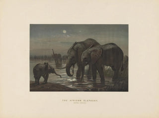 L'éléphant d'Afrique - Joseph Wolf — weergave van het kunstwerk