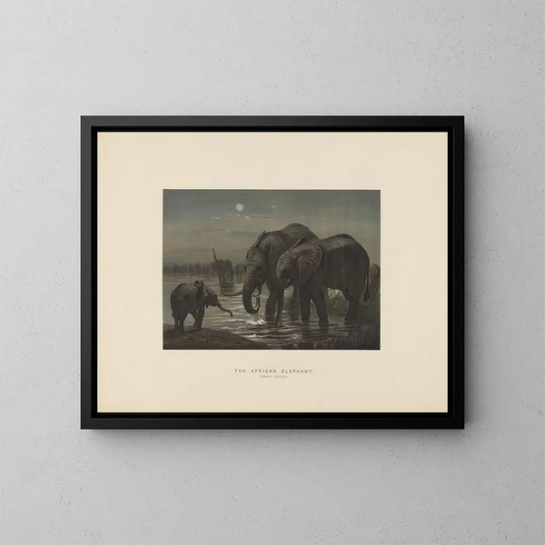 L'éléphant d'Afrique - Joseph Wolf — ingelijst kunstwerk aan de muur