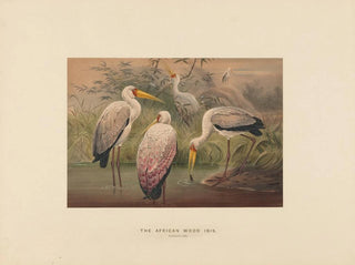 L'ibis des savanes - Joseph Wolf — weergave van het kunstwerk