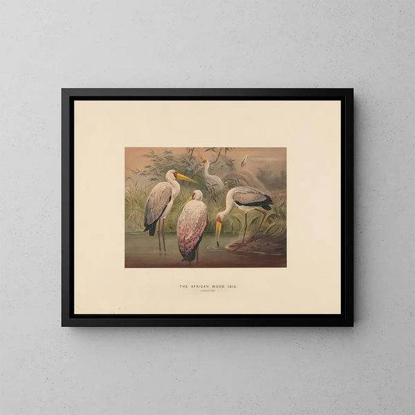 L'ibis des savanes - Joseph Wolf — ingelijst kunstwerk aan de muur