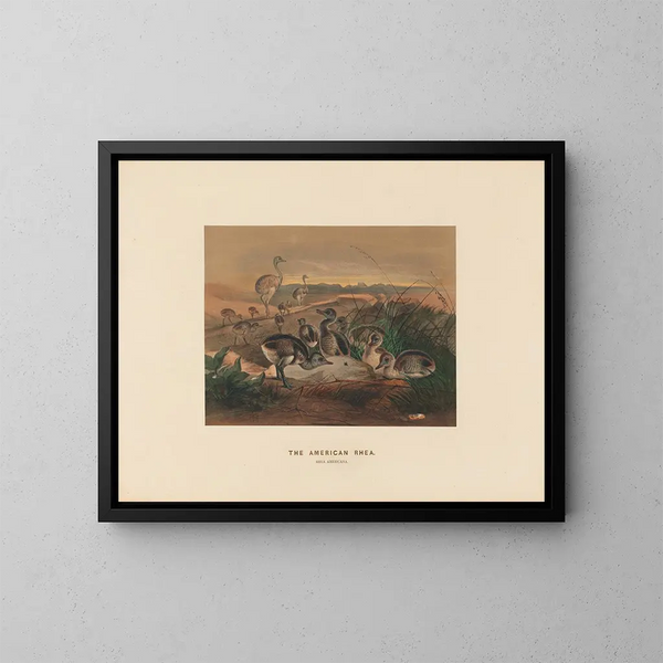 La rhea américaine - Joseph Wolf — ingelijst kunstwerk aan de muur