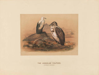 Joseph Wolf - The Angoloan Vulture.webp