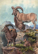 L'Aoudad - Joseph Wolf — weergave van het kunstwerk