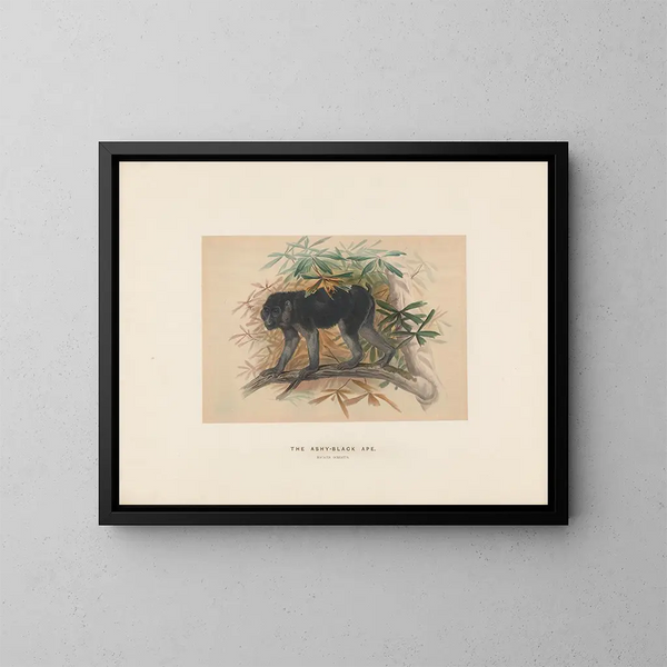 De aschgrijze zwarte aap - Joseph Wolf — ingelijst kunstwerk aan de muur