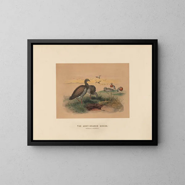 L'Oie à tête cendrée - Joseph Wolf — ingelijst kunstwerk aan de muur