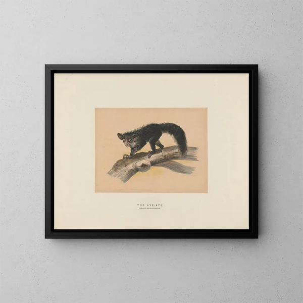 L'Aye-Aye - Joseph Wolf — ingelijst kunstwerk aan de muur